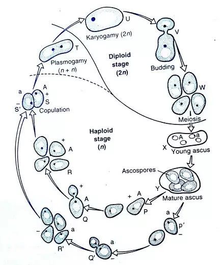 Reproduction in Yeast : Vegetative & Sexual Reproduction