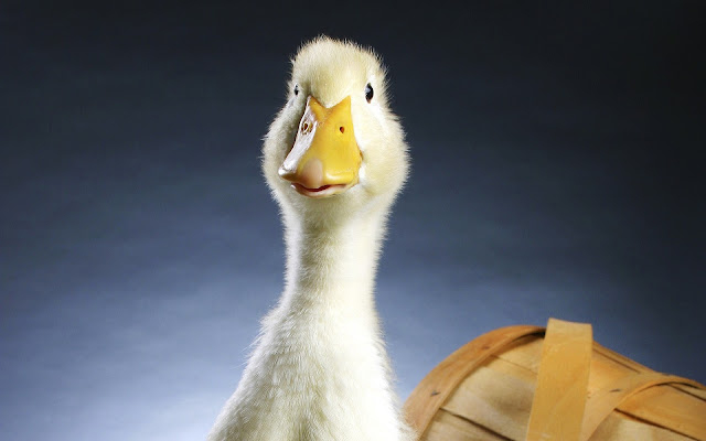 duckling photos, lovely photos, animal photos 