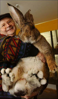 Herman the giant bunny. Looks like baby kangaroo kicking