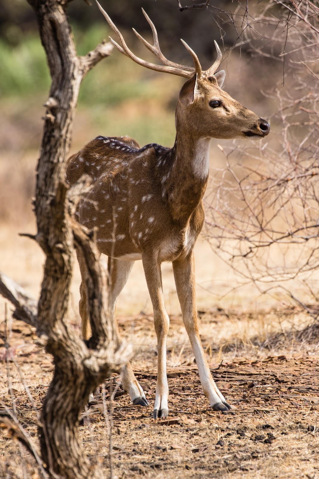 Picture of an Indian axis deer.