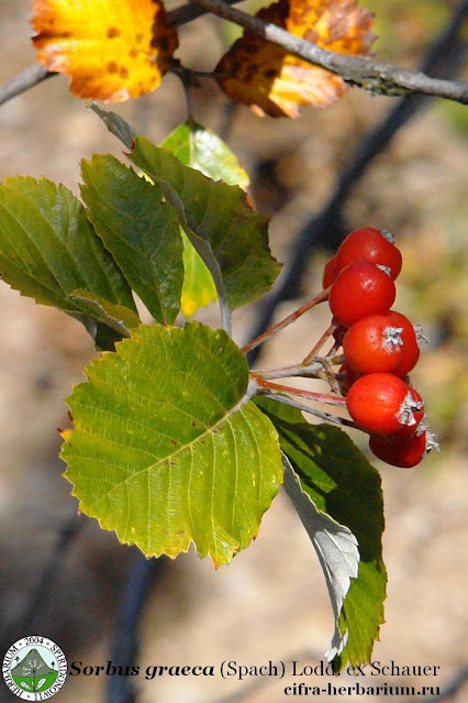 Ария греческая / Рябина греческая / Рябина мигарийская (Aria graeca, =Sorbus graeca, =Sorbus migarica)