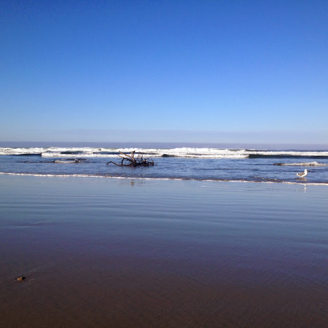 bird on beach florence oregon