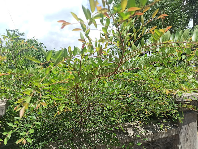 Ulmus parvifolia, Favorit Di Kalangan Pebonsai