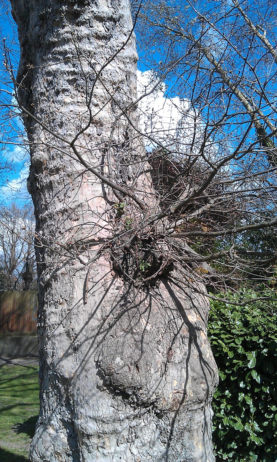 Plane Tree with Oak Growing From Trunk