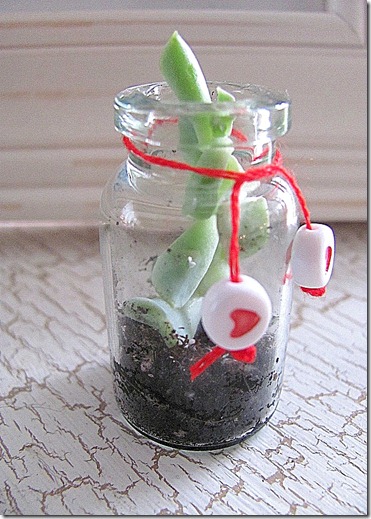 plant