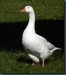 geese (1)