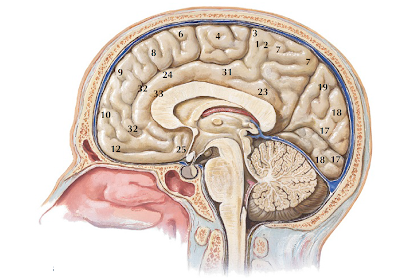 brain diagrams 