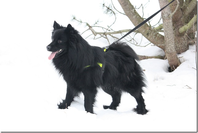 Lapphundtreff Tueneset 2010 044
