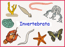 Pengertian Hewan  Invertebrata dan Contohnya