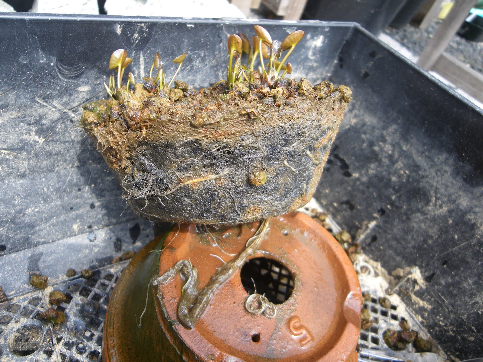 姫睡蓮の育て方 植え替え 成長 花が咲く メダカの大工