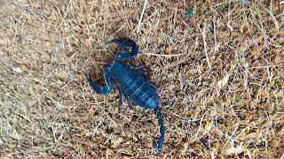 A dead scorpion on the doormat of a church Sant'Antonio Abate above Varenna on 2016-06-02.