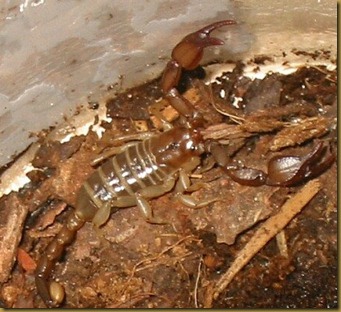 Euscorpuis carpathicus