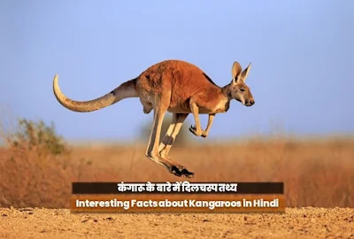 Interesting Facts about Kangaroos in Hindi