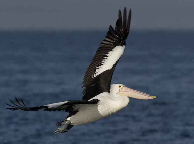 Pelican Birds Information