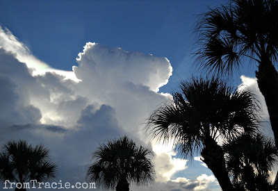 Blue Sky, Clouds, and Palm Trees