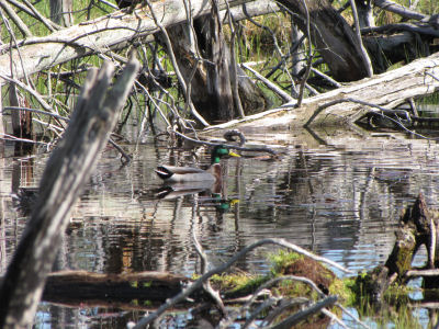 wetland pond