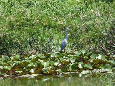 太秦2号公園で見られる野鳥 アオサギ