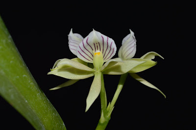 Prosthechea chacaoensis - Chacao Prosthechea care