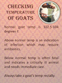 Checking Goat Temperature
