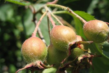 Kandungan Hawthorn Dan Manfaatnya Untuk Kesehatan