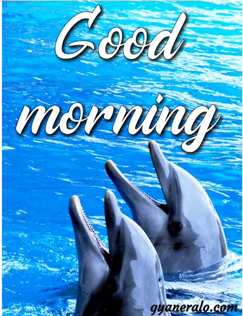 Good  morning cute imagesgood morning cute animal images