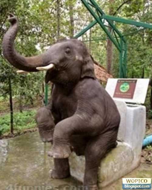 Elephant Toilet