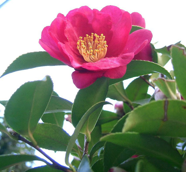 Hoa Sở - Camellia sasanqua - Nguyên liệu làm thuốc Có Chất Độc