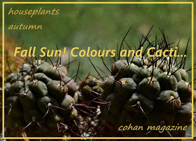 Weingartia neumanniana, indoor cacti, south american cacti, houseplants, windowsill garden, cohanmagazine