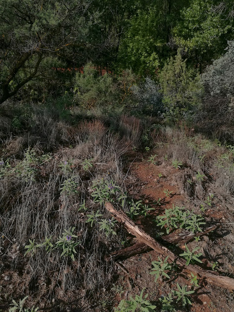Chaparral vegetation on reddish soil