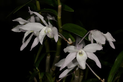 Dendrobium moniliforme care and culture