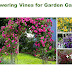 7 Beautiful Flowering Vines for Garden Gates