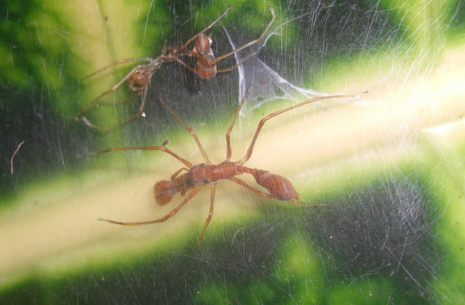 interesting-facts-about-ants