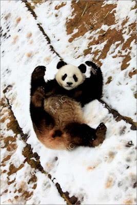 Pandas Enjoy Winter in China Seen On www.coolpicturegallery.us