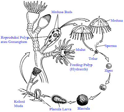 Coelenterata (Pengertian, Ciri-Ciri, Klasifikasi, & Peranan)