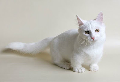 Munchkin Cats Seen On www.coolpicturegallery.us