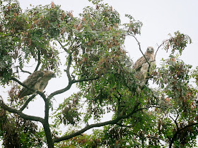 Chrisot and Amelia screaming at their fledgling from their favorite locust tree.