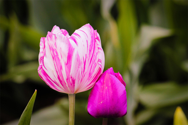 hinh nen hoa tulip , y nghia hoa tulip , hoa tulip dep , giá hoa tulip