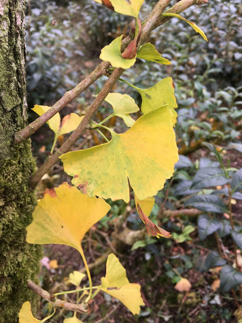 Gingko biloba forest in Nantou, Taiwan