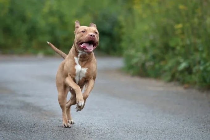 Tragedia alla Selva di Fasano: bambina di 2 anni in gravi condizioni dopo l’aggressione di un pitbull