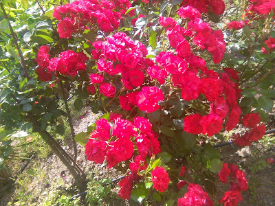 rosal rojo