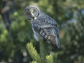 Great Gray Owl