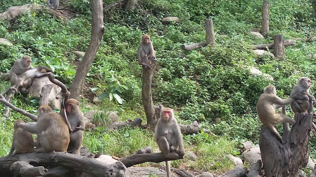 【台中旅遊景點推薦】大坑郭叔叔獼猴生態園區