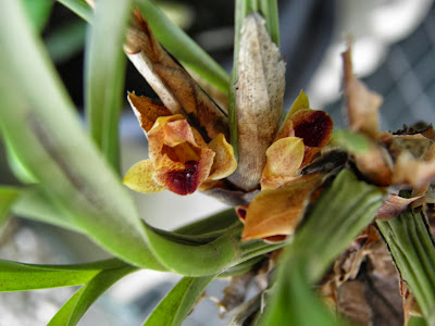 Orquídeas