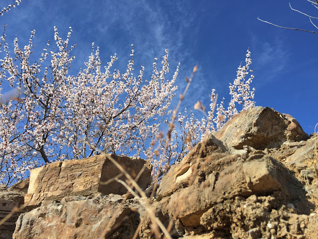 Blossoming trees by the Greatwall