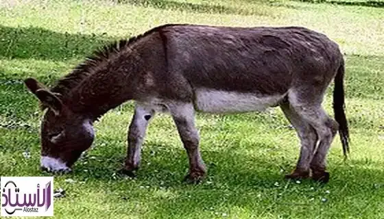 The-story-of-how-to-get-the-donkey-out