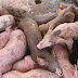 Sacrifican decenas de cerdos con la fiebre porcina