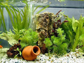 Aquarium Accessories