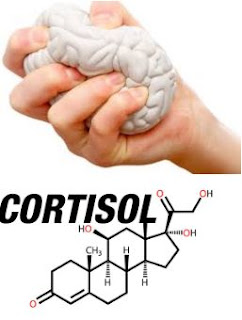 Cortisol   Weight Loss 