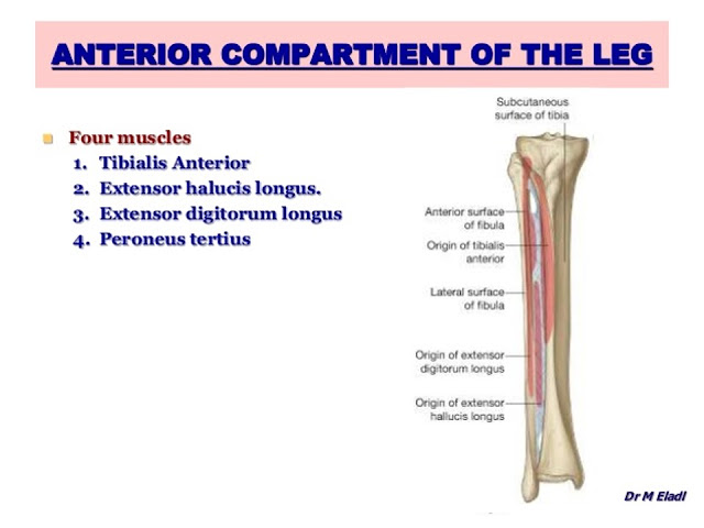 ANTERIOR COMPARTMENT OF LEG
