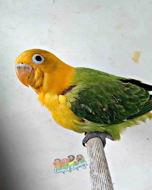 yellow face opaline green Lovebirds Mutations